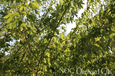 Maple tree leaves second week of may