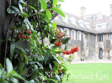 Vines growing in the courtyard of Corpus Christi College, Cambridge.